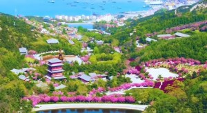 4月20日至5月5日威海赤山景區(qū)邀您共度浪漫櫻花季！