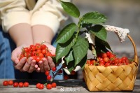 5月18日至6月16日，“櫻桃之約”邀你共赴！